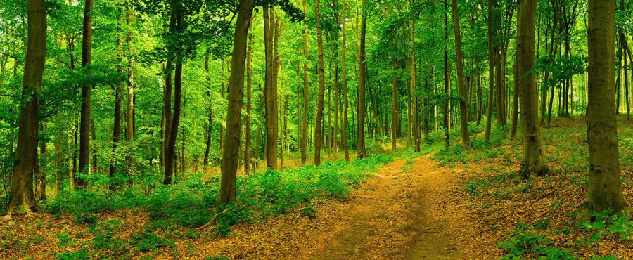 Sentier dans la forêt printanière verte et colorée en Hongrie